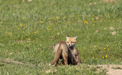 Pair of Red Fox Pups at a Den