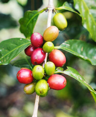 Coffee bean in the coffee tree