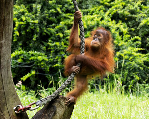 Orang Utan © ralf