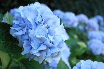 開花した青白いアジサイの花
