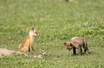 Pair of Red Fox Pups at a Den