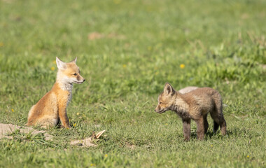 Pair of Red Fox Pups at a Den