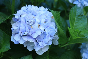 開花した青白いアジサイの花