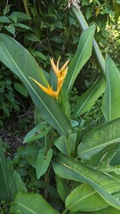 Obraz premium Exotic Flower in the wild