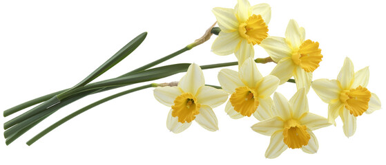 A vibrant bouquet of daffodils with yellow centers and white petals, perfect for springtime decor and floral arrangements. cut out. PNG. transparent background. © sceneperfect