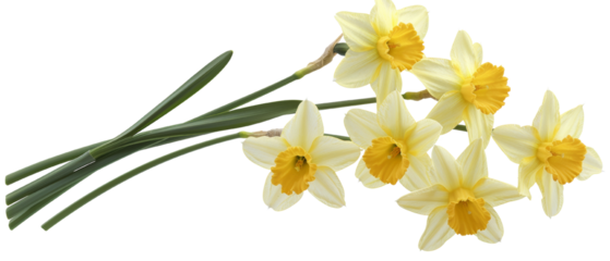 A vibrant bouquet of daffodils with yellow centers and white petals, perfect for springtime decor and floral arrangements. cut out. PNG. transparent background.