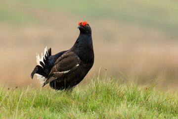 Black Grouse, Scientific name, Lyrurux tetrix.  Close up of a male black grouse on  managed grouse moorland in Swaledale, Yorkshire Dales, Taken from car window, long lens and beanbag. Horizontal.