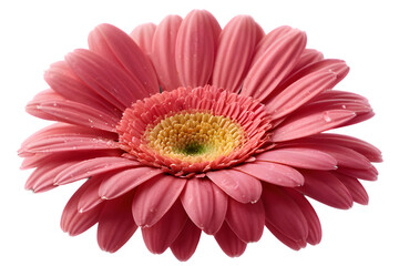 Pink Gerbera Daisy Flower Isolated on Transparent Background