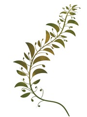 field grass of green color made in watercolor on a white background. Decorative green sprig