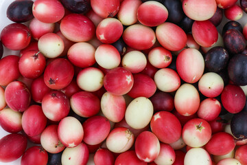 karonda fruit or bengal Currants