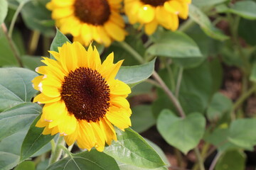 Sunflowers blooming in the park
