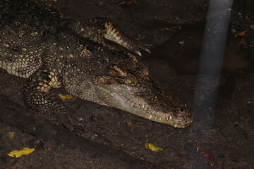 Crocodiles in zoos are amphibians.