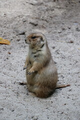 Prairie dogs are small, fluffy animals.