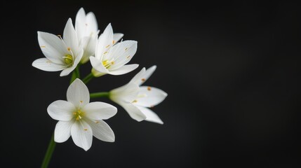 White flowers on a dark background, soft lighting and delicate petals. Nature and simplicity concept