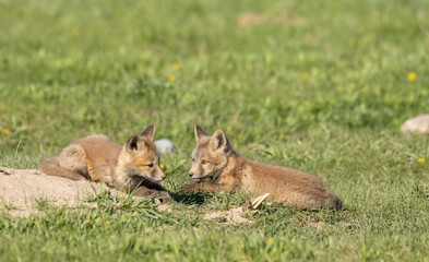 Red Fox Pups at a Den in Wyoming in Spring
