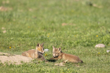Obraz premium Red Fox Pups at a Den in Wyoming in Spring