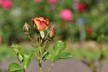 Herbaciane, żółte, pomarańczowe róże, krzewy, pąki, wiele kwiatów, różanecznik   © felicytka