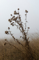 reeds in the water