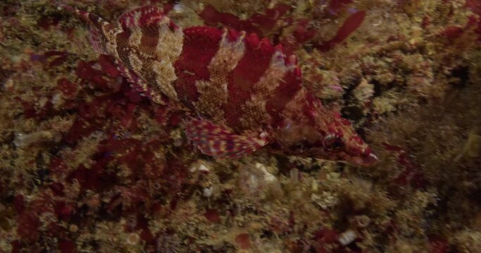 Painted greenling fish cruising reef.