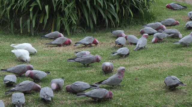 Corellas Walk Through Group Of Galahs Australia Maffra Gippsland Victoria