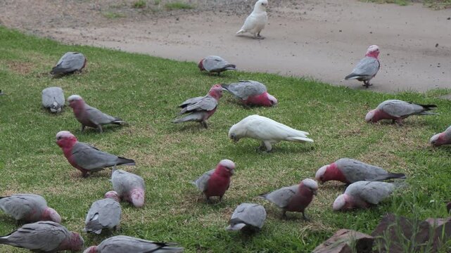 Corella Bites Gallah Australia Maffra Gippsland Victoria