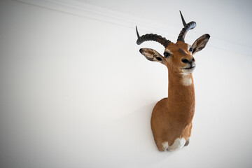 Antelope hunting trophy hanging on a wall