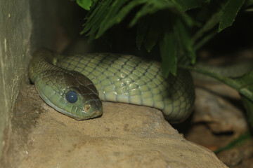 Close up head red tailed rat snake in garden