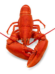 Cooked lobster