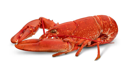 Cooked lobster