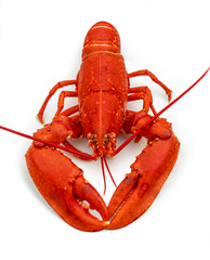 Cooked lobster