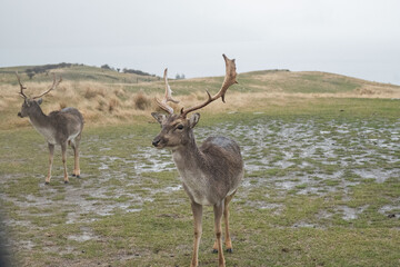 Deer Park Heights Queenstown in New Zealand
