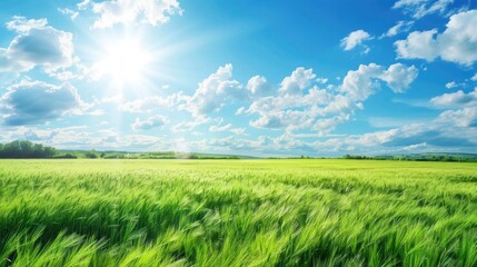 Obraz premium Sunny day in field with green rye