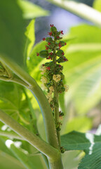 The flower of the plant became a seed