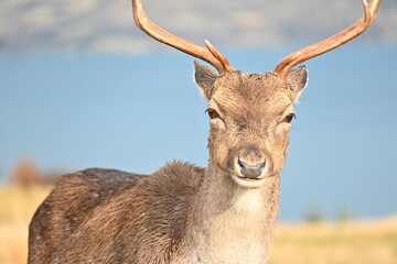 Deer Park Heights Queenstown in New Zealand
