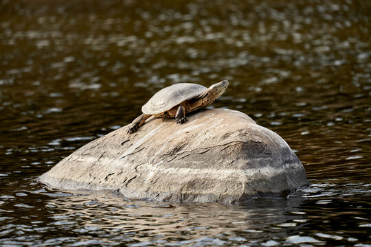 tortuga al sol sobre roca en el rio
