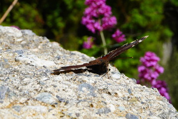 Butterfly close-up. Beautiful red butterfly on a stone posing close-up.