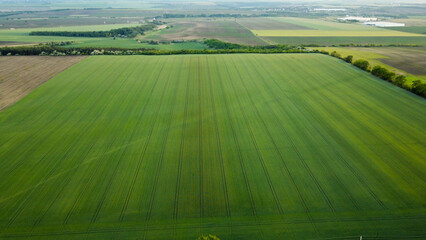 long green, field and trees