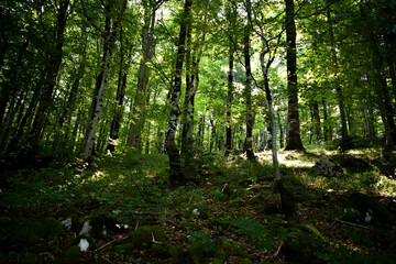 Obraz premium mystical forest with beautiful lights