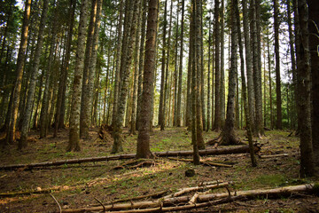 Fototapeta premium mystical forest with beautiful lights