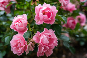 A bush of blooming pink roses with vibrant petals and lush green leaves in focus