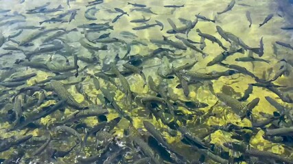 Fillmore Fish Hatchery in Fillmore, California.