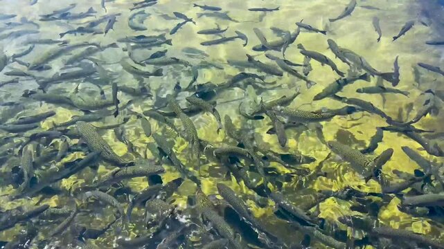 Fillmore Fish Hatchery in Fillmore, California.