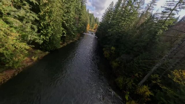 A sharp dive to glide low over a river and waterfall in Washington State in the fall.