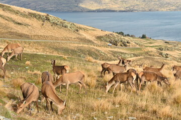 Deer Park Heights Queenstown in New Zealand
