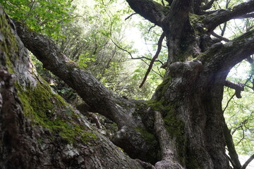 Large and old trees. Centennial tree with a large trunk and large roots.