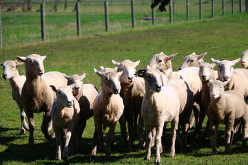 sheep and lambs in the grassland, Melbourne, Australia, 