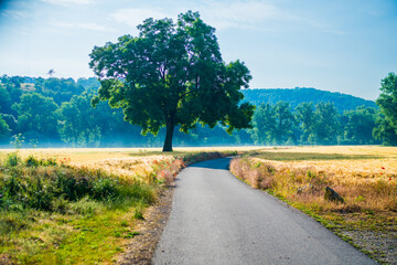 Lonely tree in a field of ripe wheat