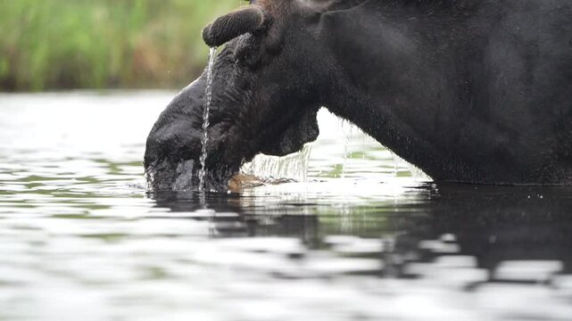 Slow motion video of water cascading off the head of a bull moose feeding in a pond on a summer day.