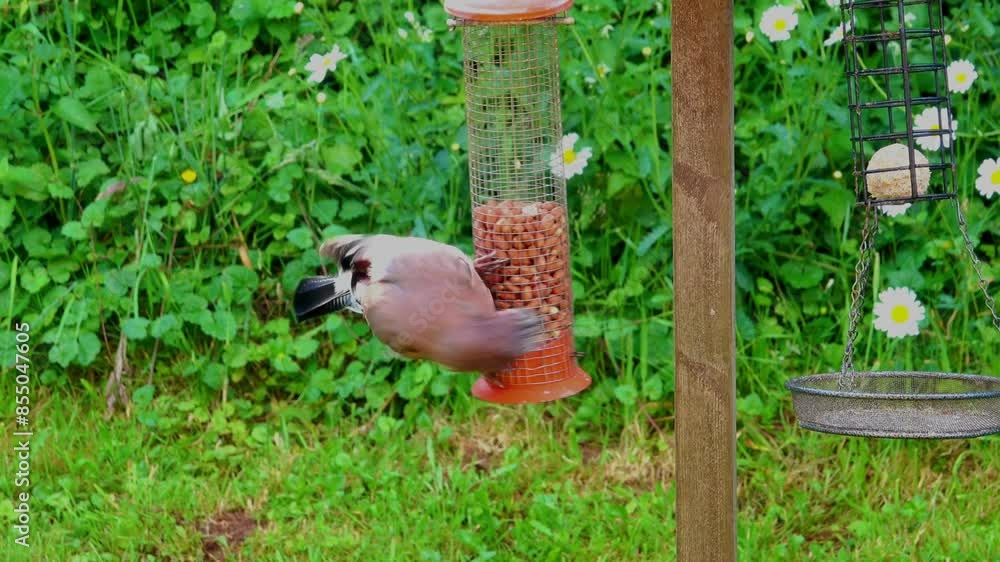 Poster agile jay on a peanut feeder making it swing as it jumps off.