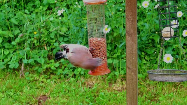 Agile jay on a peanut feeder making it swing as it jumps off.